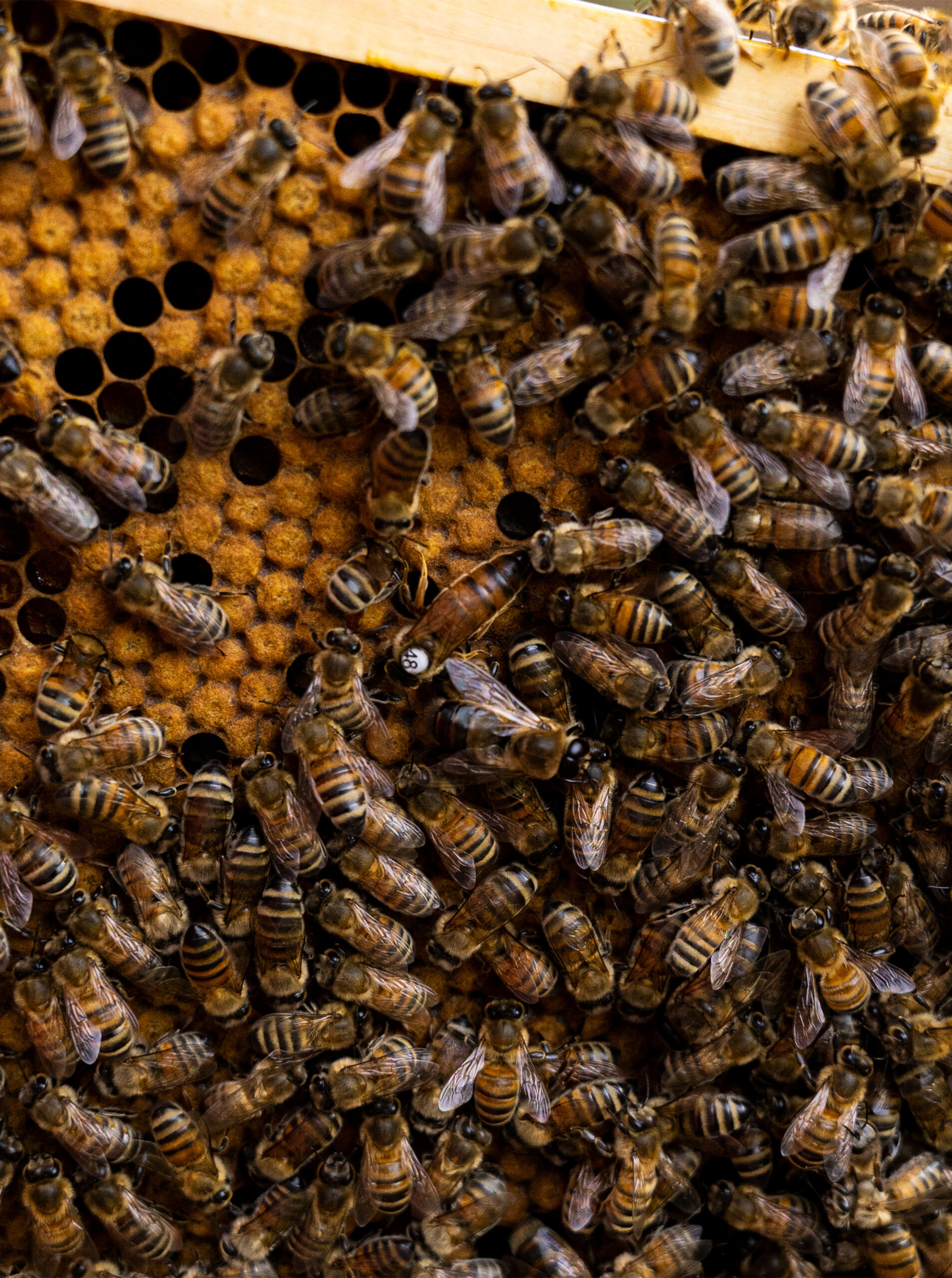 Bienenkönigin