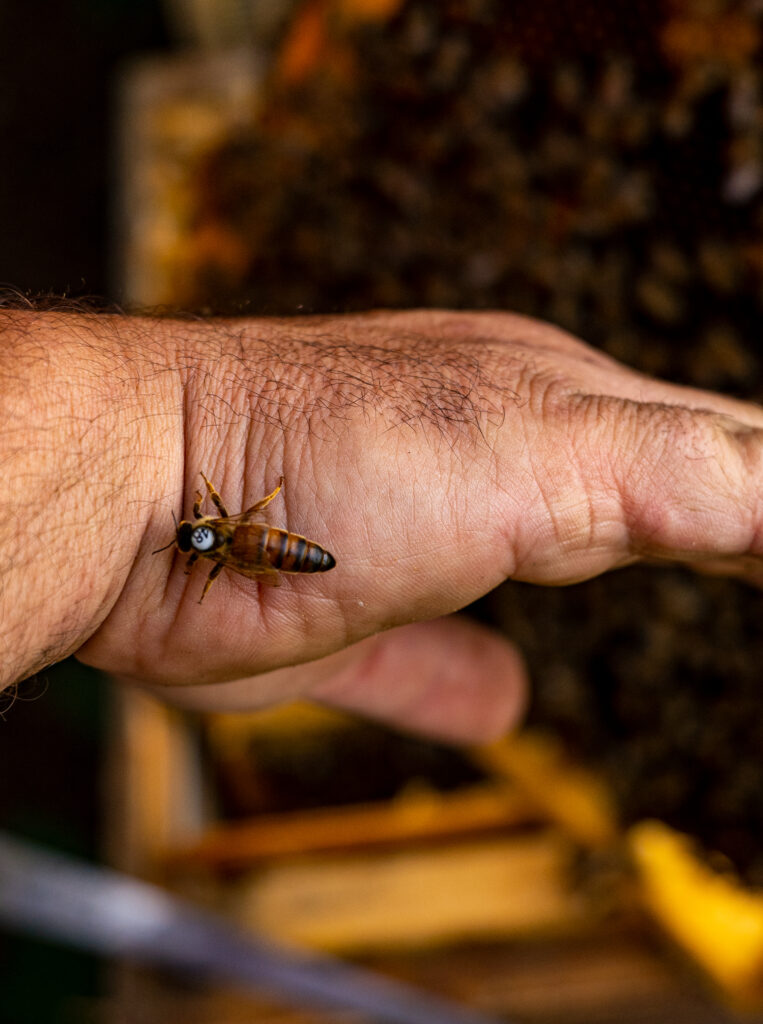 Bienenkönigin_auf_Hand