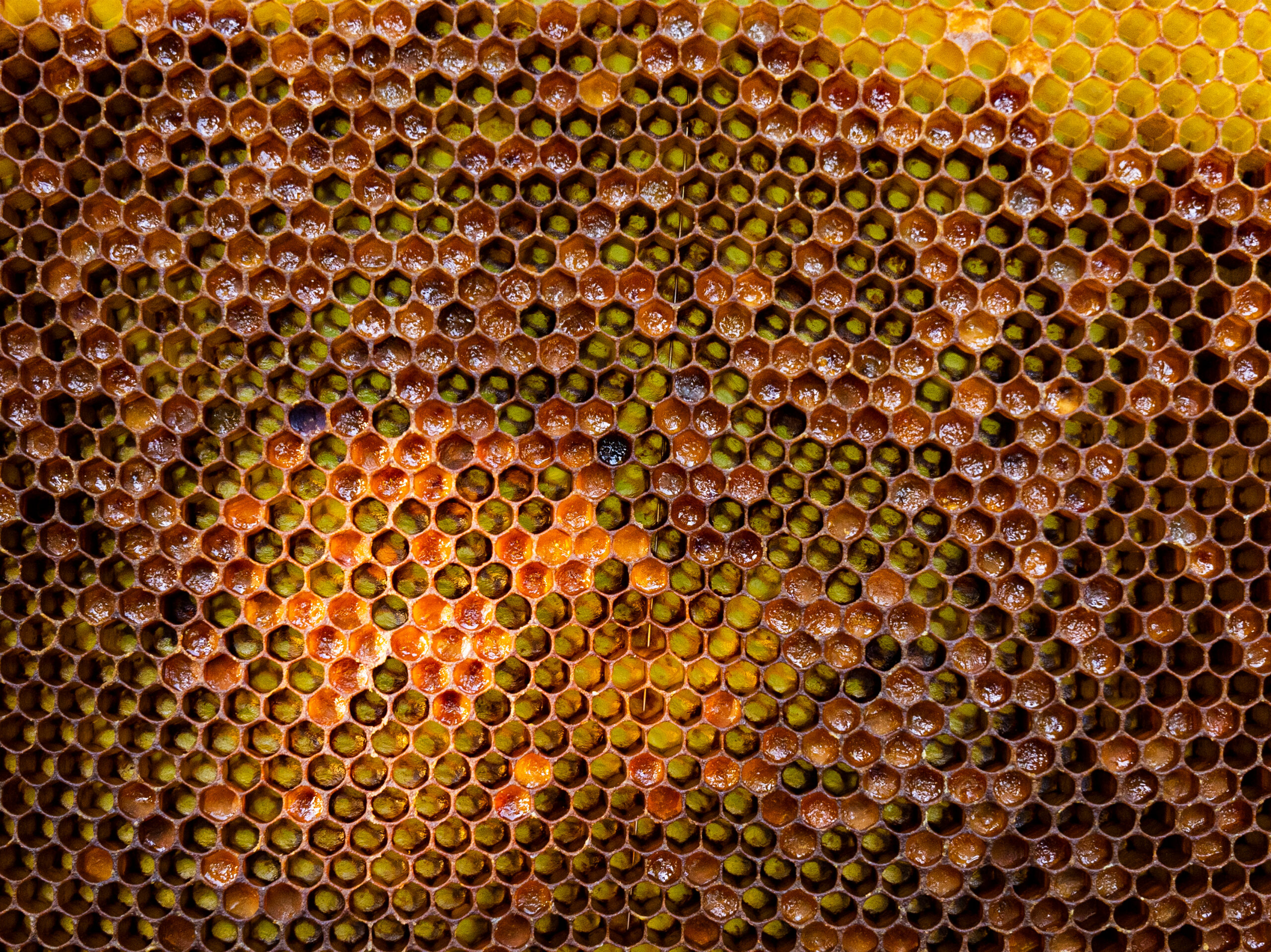 Pollen