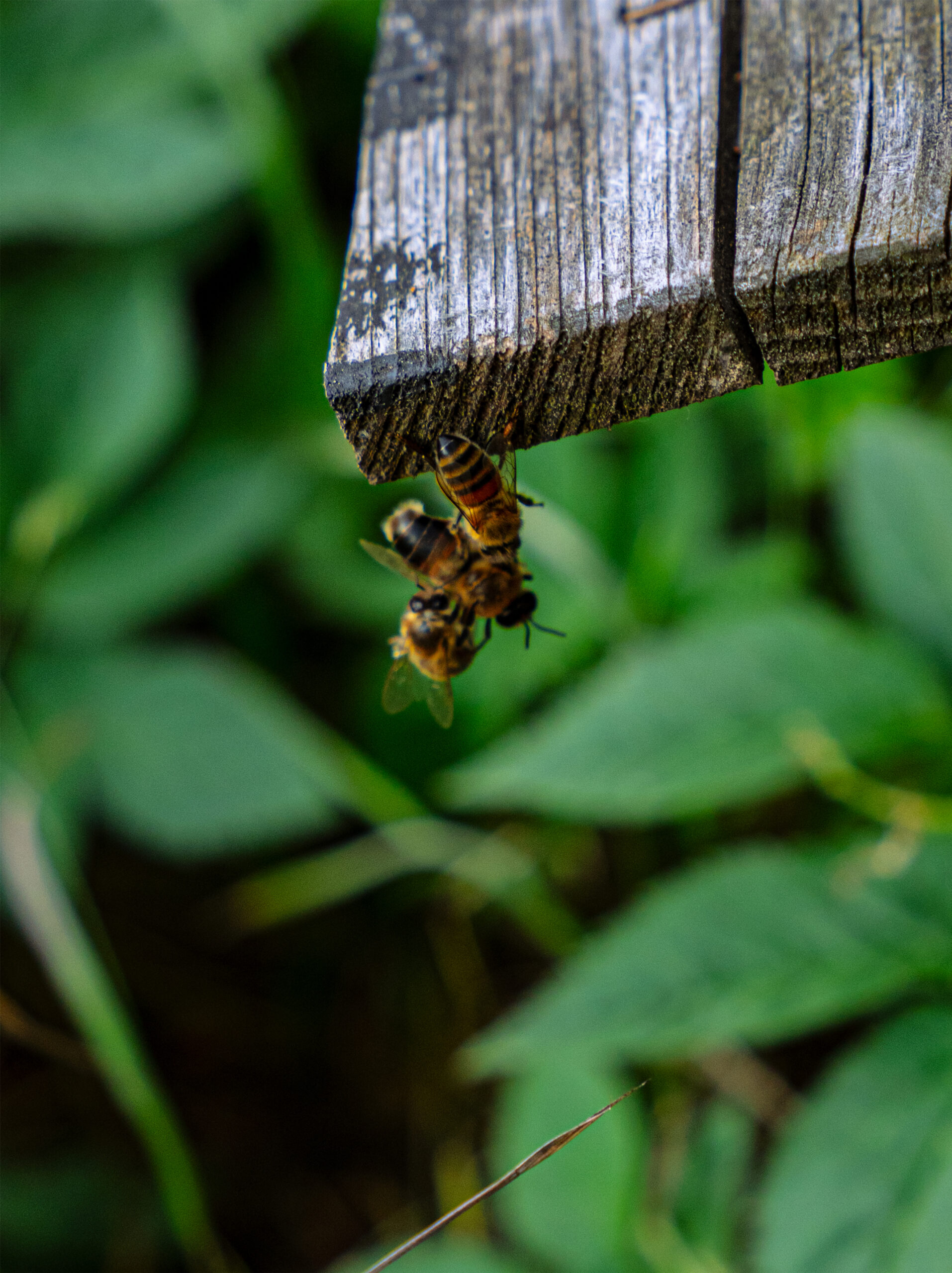 Torwächter.02