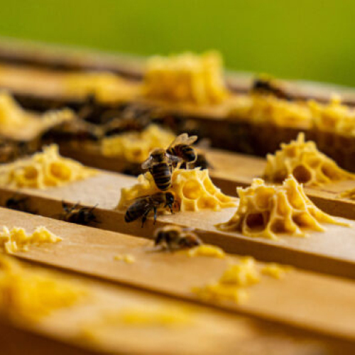 Bienen