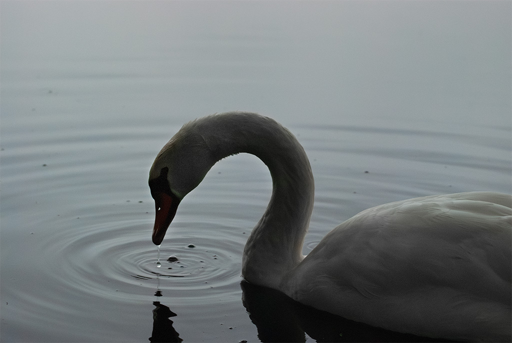 majestätischer Schwan als Symbol für die Anpassungsfähigkeit